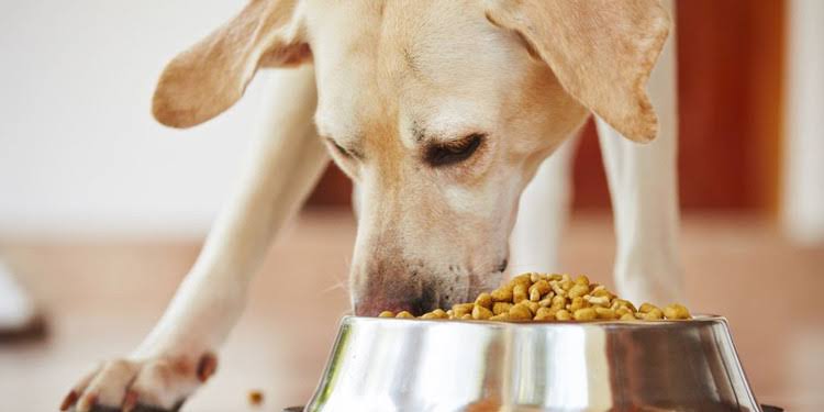 Makanan Anjing: Nutrisi Sesuai Bagi Kebutuhan Hewan Peliharaan