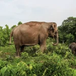 Mengenal Potensi Lingkungan Serta Satwa Di Sumatra Utara