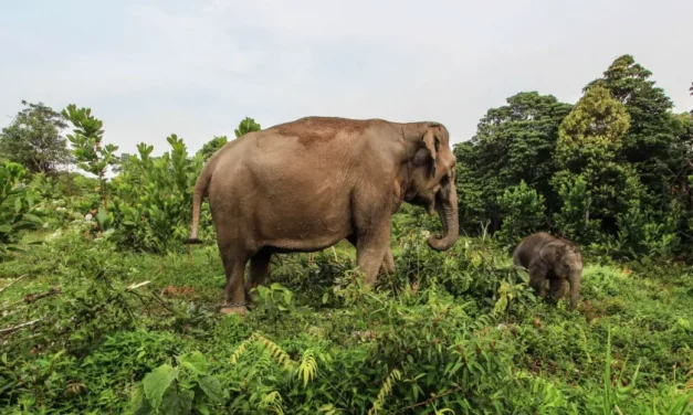 Mengenal Potensi Lingkungan Serta Satwa Di Sumatra Utara