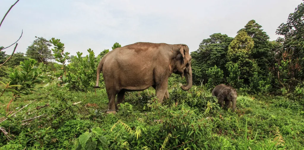 Mengenal Potensi Lingkungan Serta Satwa Di Sumatra Utara