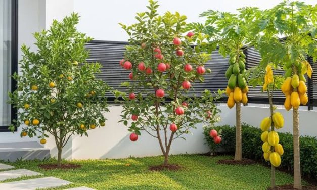 Tanaman Buah Di Pekarangan: Pilihan Cocok Untuk Lahan Rumah