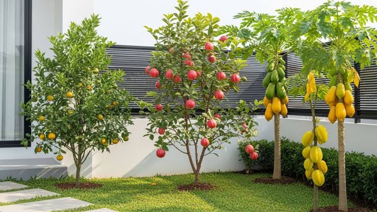 Tanaman Buah Di Pekarangan: Pilihan Cocok Untuk Lahan Rumah