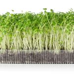 Budidaya Microgreens: Cara Menanam Sayuran Muda