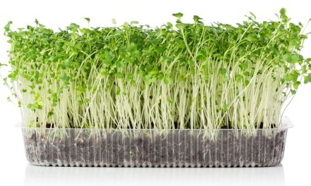 Budidaya Microgreens: Cara Menanam Sayuran Muda