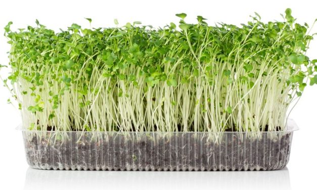 Budidaya Microgreens: Cara Menanam Sayuran Muda
