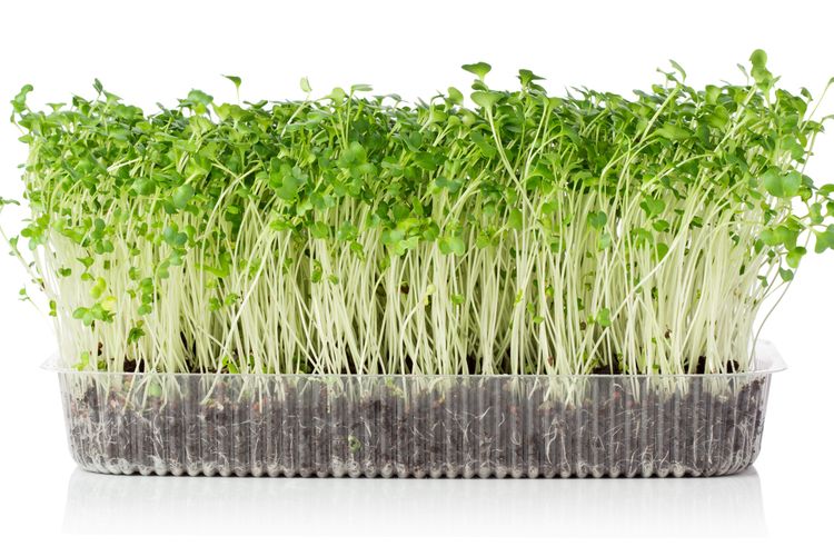 Budidaya Microgreens: Cara Menanam Sayuran Muda