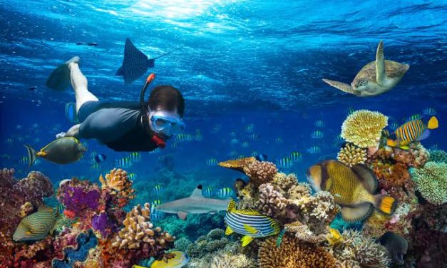 Restorasi Terumbu Karang: Upaya Memulihkan Ekosistem Laut