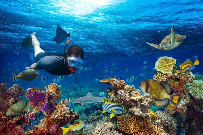 Restorasi Terumbu Karang: Upaya Memulihkan Ekosistem Laut